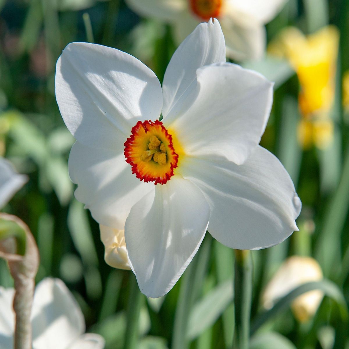 PLANT IN A BOX Narcisse - Set de 30 - Narcissus 'Recurvus' - Bulbes à fleurs - Blanc
