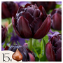 Voir la diapositive 1 : PLANT IN A BOX Tulipe - Set de 15 - Tulipa 'Black Hero' - Bulbes à fleurs