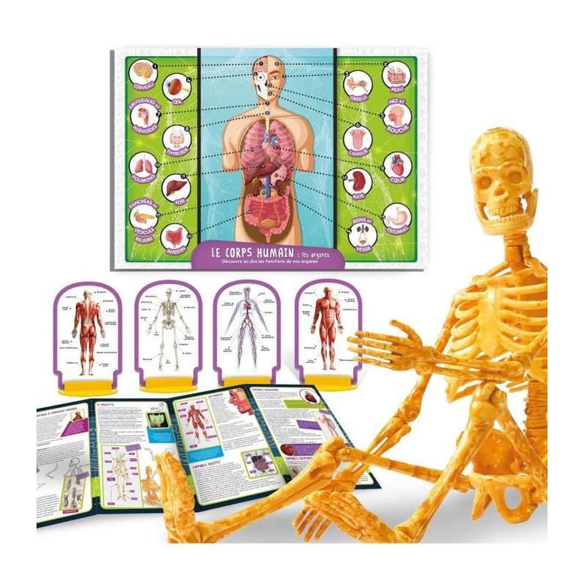 Voir la diapositive 2 : LISCIANI GIOCHI Découverte du corps humain - Kit Scientifique - I'M A GENIUS POCKET - Modele 3D