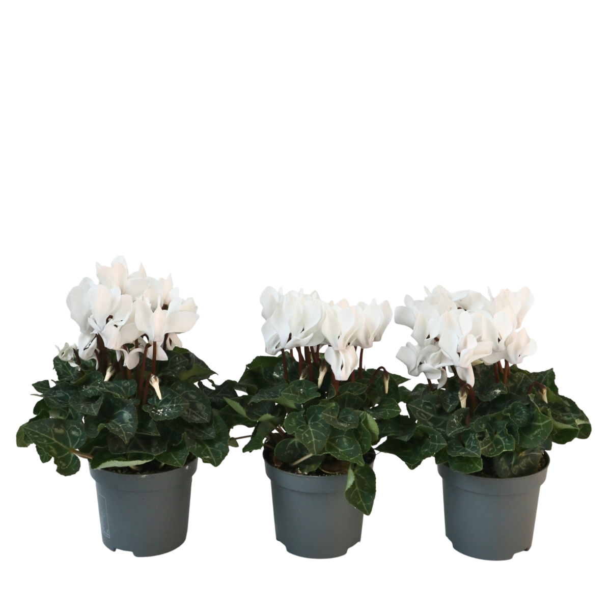 PLANT IN A BOX Cyclamen de Perse - Set de 3 - Cyclamen 'Metis White' - Hauteur 10-20cm - ⌀9cm