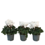 Voir la diapositive 1 : PLANT IN A BOX Cyclamen de Perse - Set de 3 - Cyclamen 'Metis White' - Hauteur 10-20cm - ⌀9cm