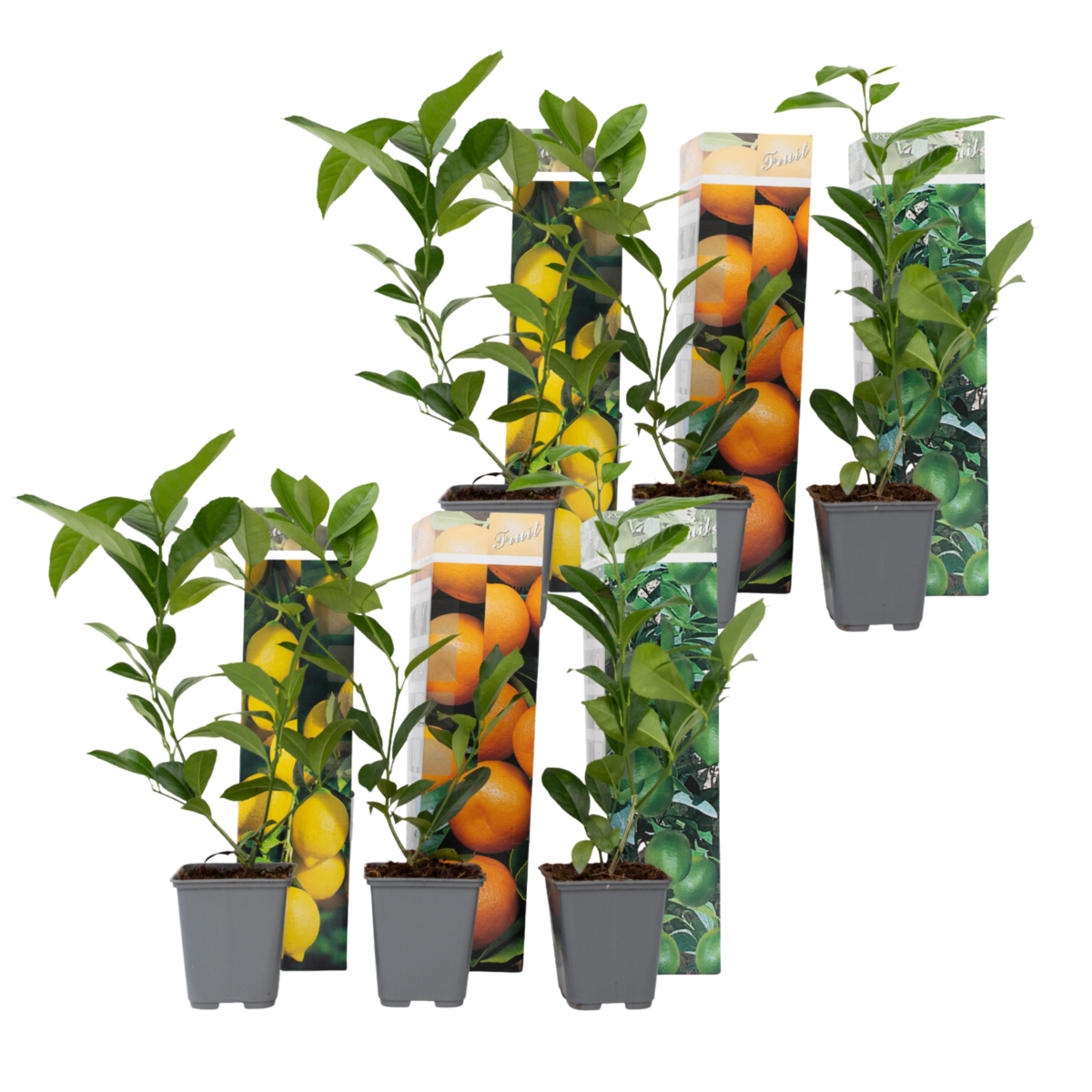 PLANT IN A BOX Mélange de citrons - Set de 6 - Citrus limon - Hauteur 25-40cm - ⌀9cm
