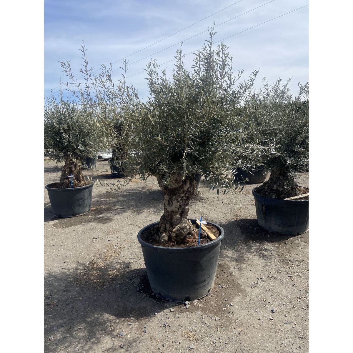 Olivier (Olea europea) - Tronc 125/150cm - H180/200cm