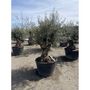 Voir la diapositive 4 : Olivier (Olea europea) - Tronc 125/150cm - H180/200cm