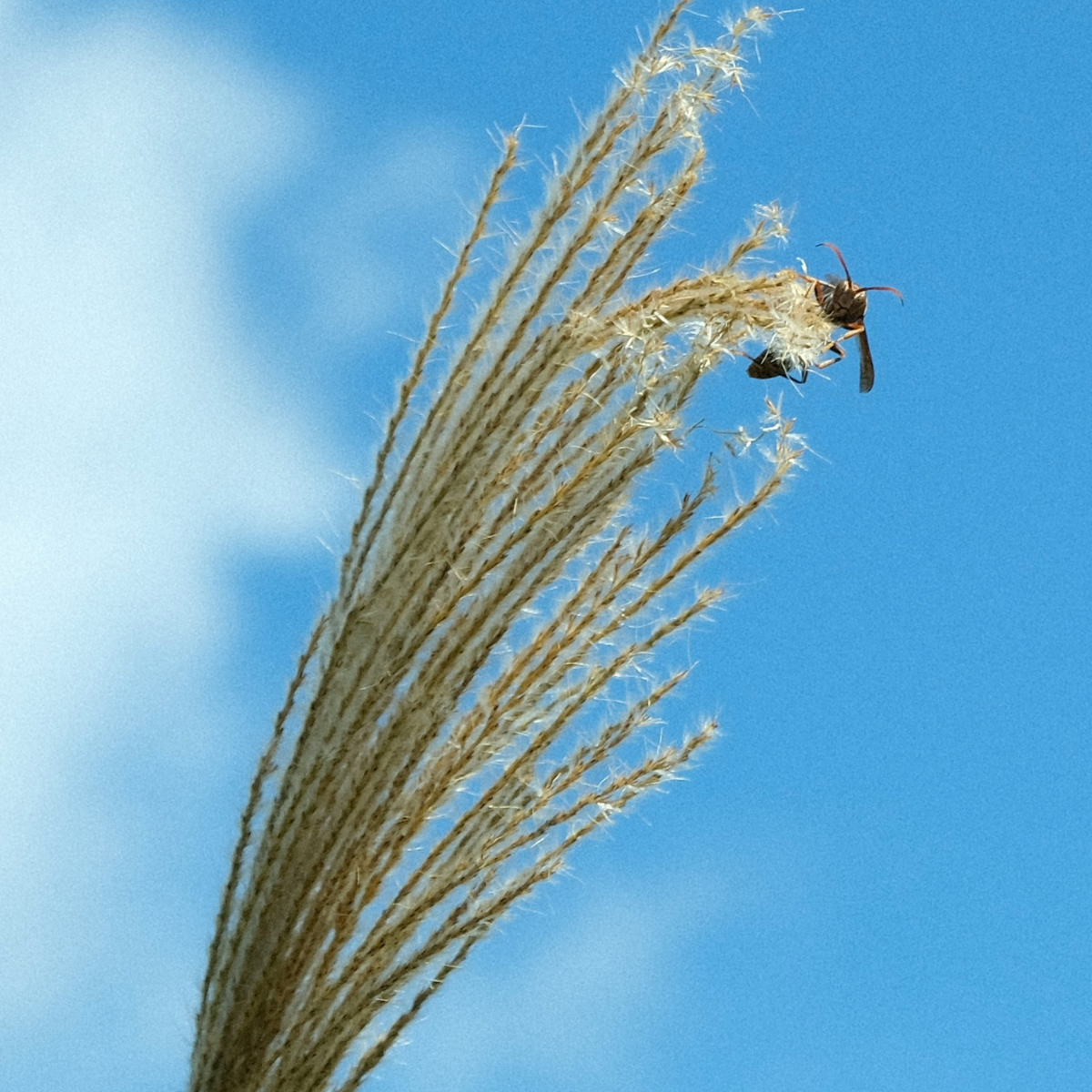 PLANT IN A BOX Roseau de Chine - Set de 2 - Miscanthus 'Silberspinne' - Hauteur 20-30cm - ⌀23cm