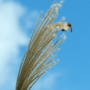 Voir la diapositive 3 : PLANT IN A BOX Roseau de Chine - Set de 2 - Miscanthus 'Silberspinne' - Hauteur 20-30cm - ⌀23cm