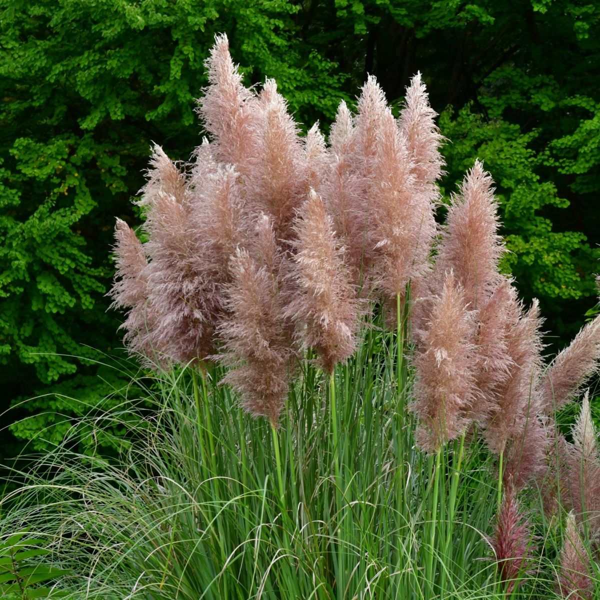PLANT IN A BOX Herbe de la Pampa - Set de 3 - Cortaderia selloana - Hauteur 25-40cm - ⌀9cm