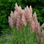Voir la diapositive 4 : PLANT IN A BOX Herbe de la Pampa - Set de 3 - Cortaderia selloana - Hauteur 25-40cm - ⌀9cm