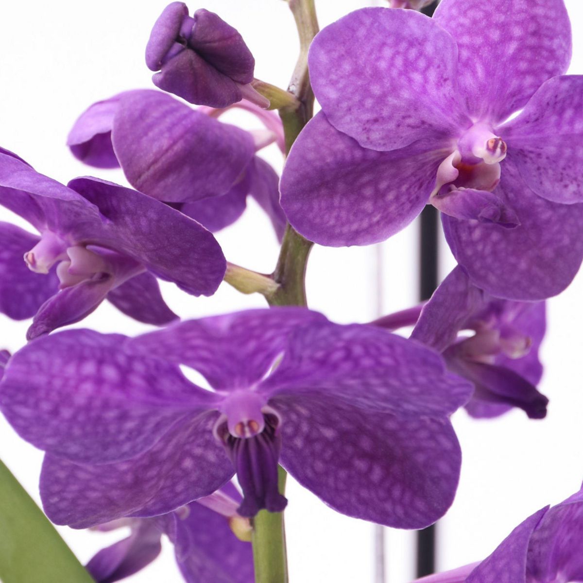 PLANT IN A BOX Orchidée - Vanda 'Blue' - Hauteur 45-55cm