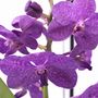 Voir la diapositive 3 : PLANT IN A BOX Orchidée - Vanda 'Blue' - Hauteur 45-55cm