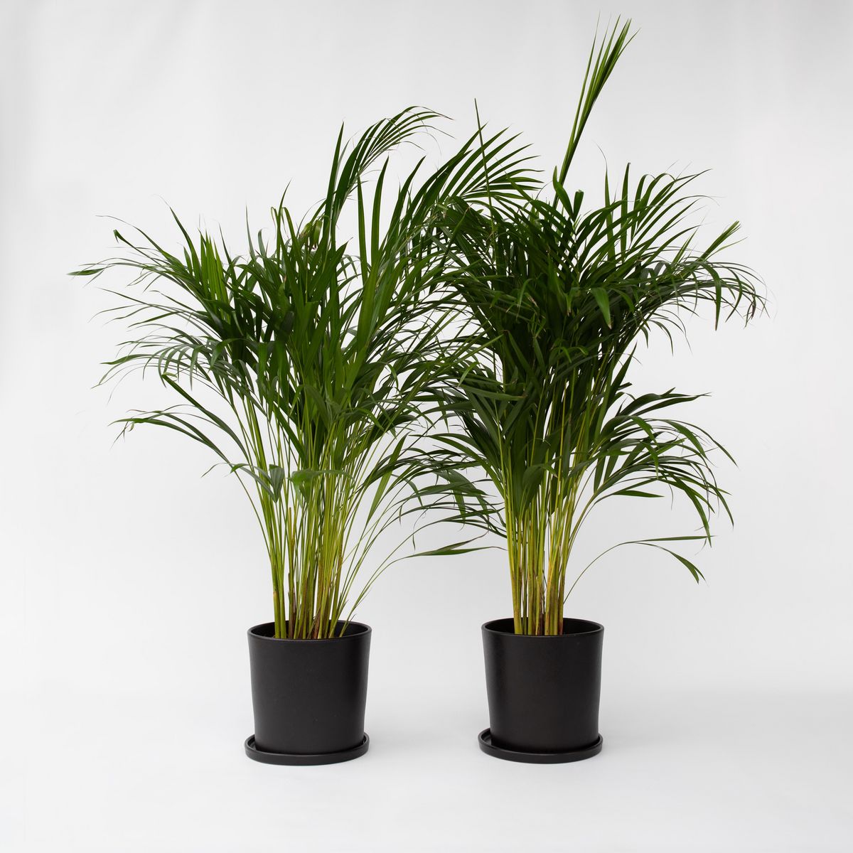 PLANT IN A BOX Palmier areca - Set de 2 - Dypsis lutescens - Hauteur 100-120cm - ⌀21cm