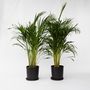 Voir la diapositive 6 : PLANT IN A BOX Palmier areca - Set de 2 - Dypsis lutescens - Hauteur 100-120cm - ⌀21cm