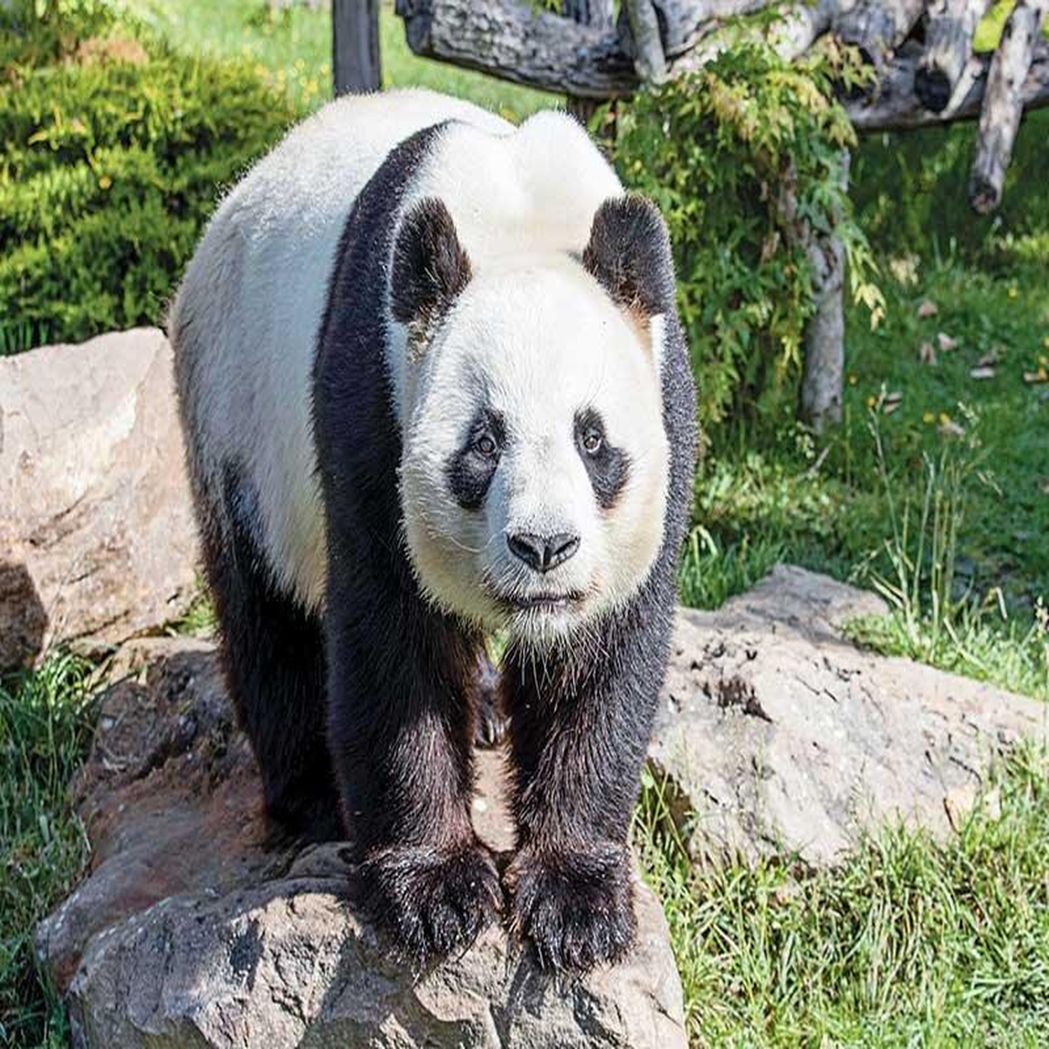 Voir la diapositive 5 : Smartbox Séjour au ZooParc de Beauval 2026: entrées 2 adulte et 1 nuit à proximité - Coffret Cadeau Multi-thèmes