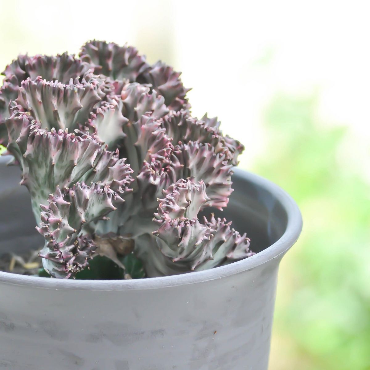 PLANT IN A BOX Mélange d'euphorbes - Set de 2 - Euphorbia 'Lactea' - Hauteur 25-30cm - ⌀12cm