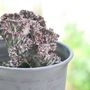 Voir la diapositive 4 : PLANT IN A BOX Mélange d'euphorbes - Set de 2 - Euphorbia 'Lactea' - Hauteur 25-30cm - ⌀12cm