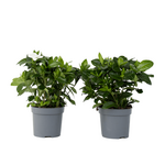 PLANT IN A BOX Jasmin du Cap - Set de 2 - Gardenia jasminoides - Hauteur 20-30cm - ⌀13cm
