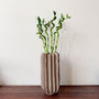 Voir la diapositive 5 : PLANT IN A BOX Lucky Bamboo - Set de 6 - Dracaena sanderiana - Hauteur 40-50cm - ⌀2cm