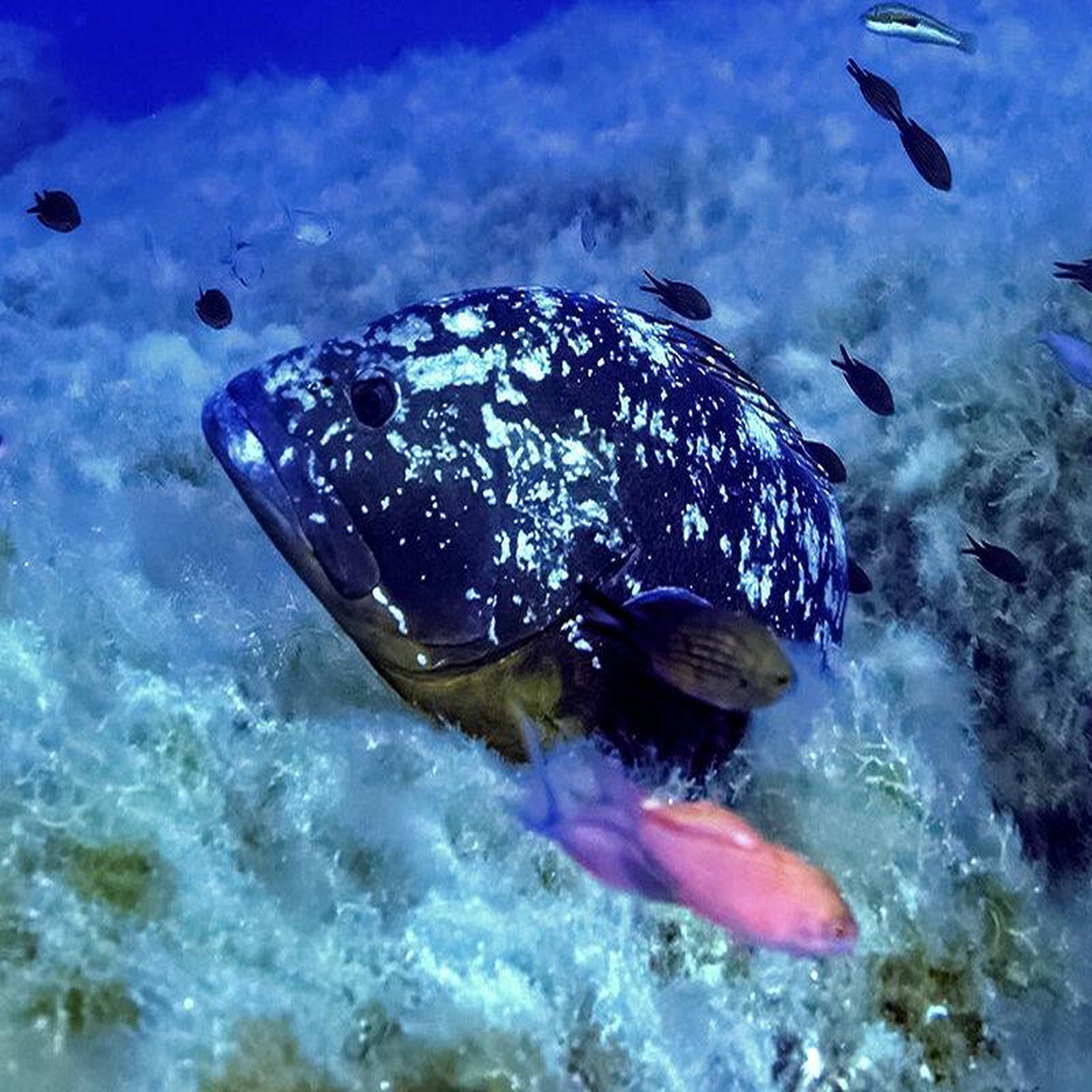 Voir la diapositive 4 : Smartbox Randonnée palmée snorkeling en famille avec verre de l'amitié au départ d'Ajaccio - Coffret Cadeau Sport & Aventure