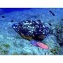 Voir la diapositive 4 : Smartbox Randonnée palmée snorkeling en famille avec verre de l'amitié au départ d'Ajaccio - Coffret Cadeau Sport & Aventure