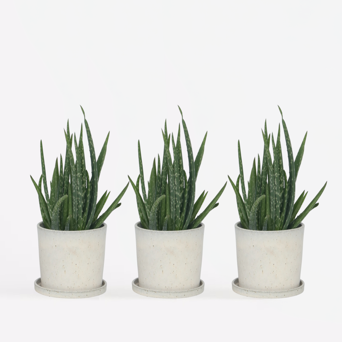 PLANT IN A BOX Aloe vera - Set de 3 - Aloe barbadensis - Hauteur 25-40cm - ⌀10,5cm