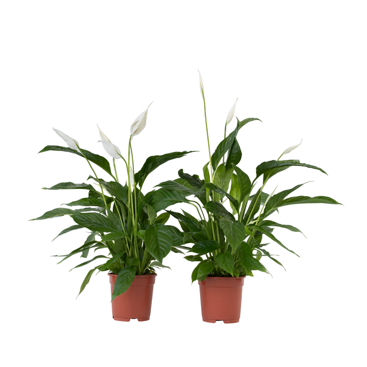 PLANT IN A BOX Fleur de lune - Set de 2 - Spathiphyllum 'Lima' - Hauteur 60-75cm - ⌀17cm
