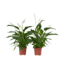 Voir la diapositive 1 : PLANT IN A BOX Fleur de lune - Set de 2 - Spathiphyllum 'Lima' - Hauteur 60-75cm - ⌀17cm