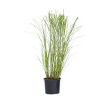 PLANT IN A BOX Roseau de Chine - Miscanthus sinensis 'Gracillimus' - Hauteur 40-60cm - ⌀23cm