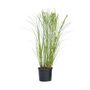 Voir la diapositive 1 : PLANT IN A BOX Roseau de Chine - Miscanthus sinensis 'Gracillimus' - Hauteur 40-60cm - ⌀23cm
