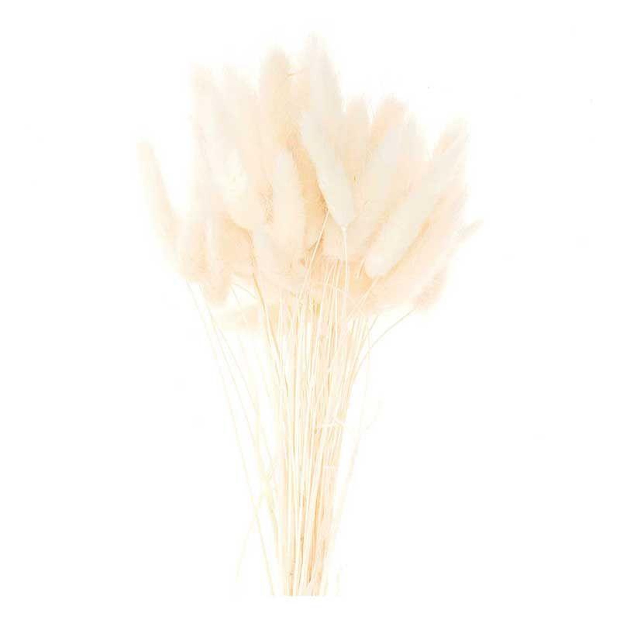 Voir la diapositive 3 : RICO DESIGN Lagurus séchés blanc - 45 cm