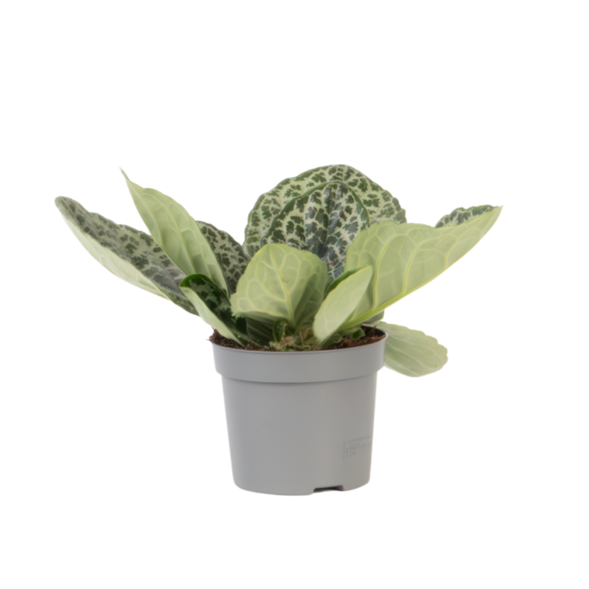 PLANT IN A BOX Primevère du Cap - Streptocarpus 'Pretty Turtle' - Hauteur 25-35cm - ⌀13cm