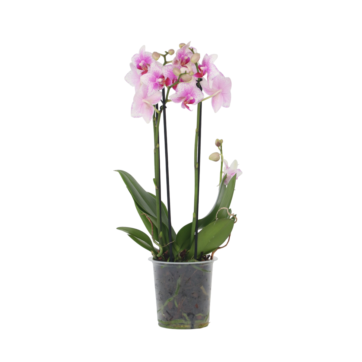 PLANT IN A BOX Orchidée papillon - Phalaenopsis Multiflora - Hauteur 35-45cm - ⌀12cm