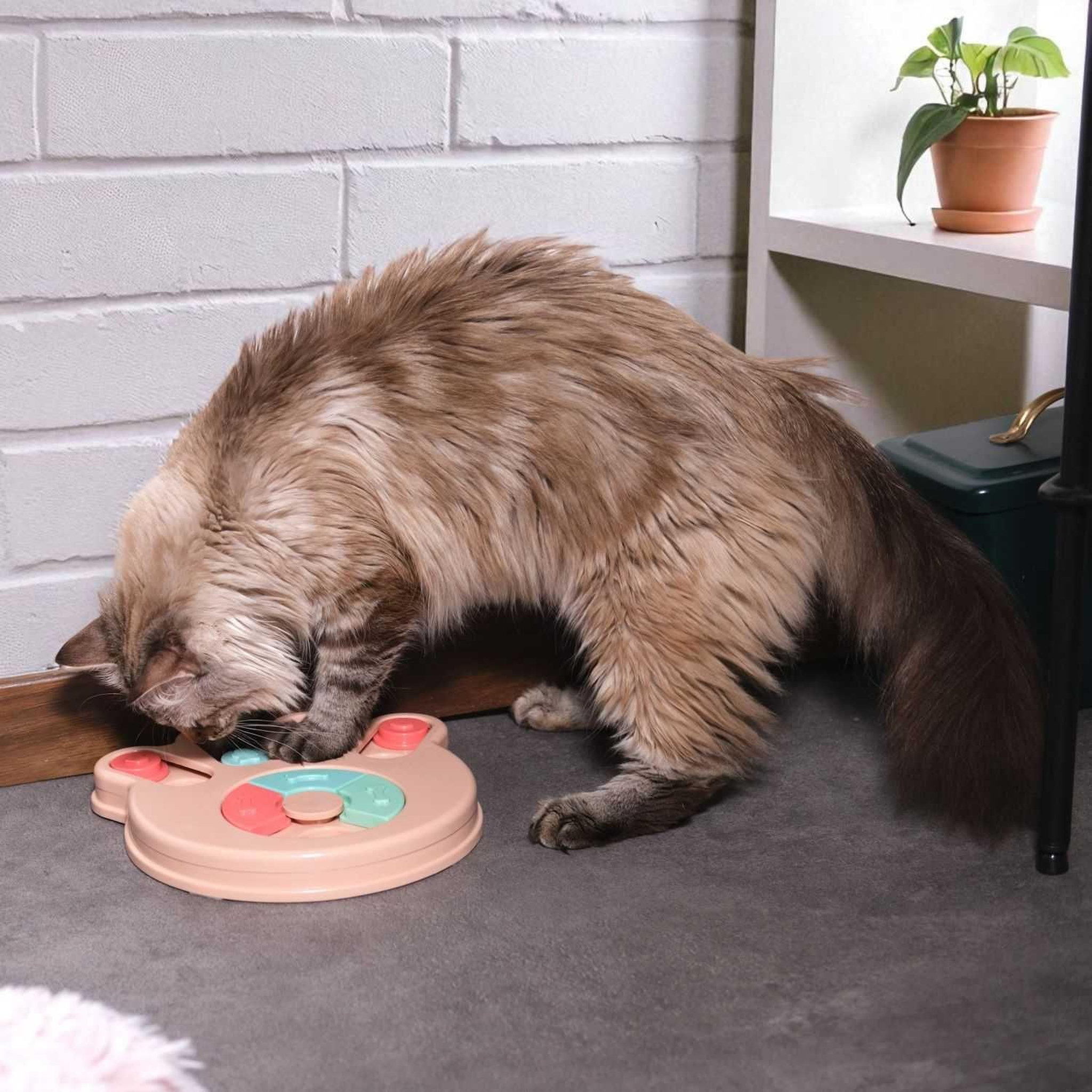 Voir la diapositive 2 : The concept Factory Jeu d'intelligence pour chien et chat