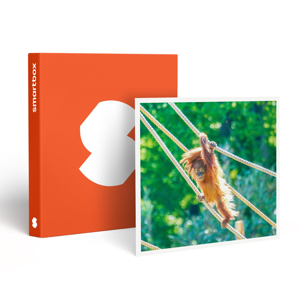 Smartbox Journée découverte au Parc Zoologique d'Amnéville pour 5 personnes - Coffret Cadeau Multi-thèmes