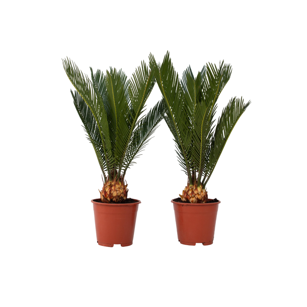 PLANT IN A BOX Sagou du Japon - Set de 2 - Cycas revoluta - Hauteur 45-60cm - ⌀15cm