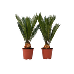 PLANT IN A BOX Sagou du Japon - Set de 2 - Cycas revoluta - Hauteur 45-60cm - ⌀15cm