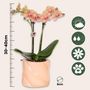 Voir la diapositive 2 : PLANT IN A BOX Coffret cadeau orchidée 'Orange S' - Phalaenopsis - Hauteur 30cm