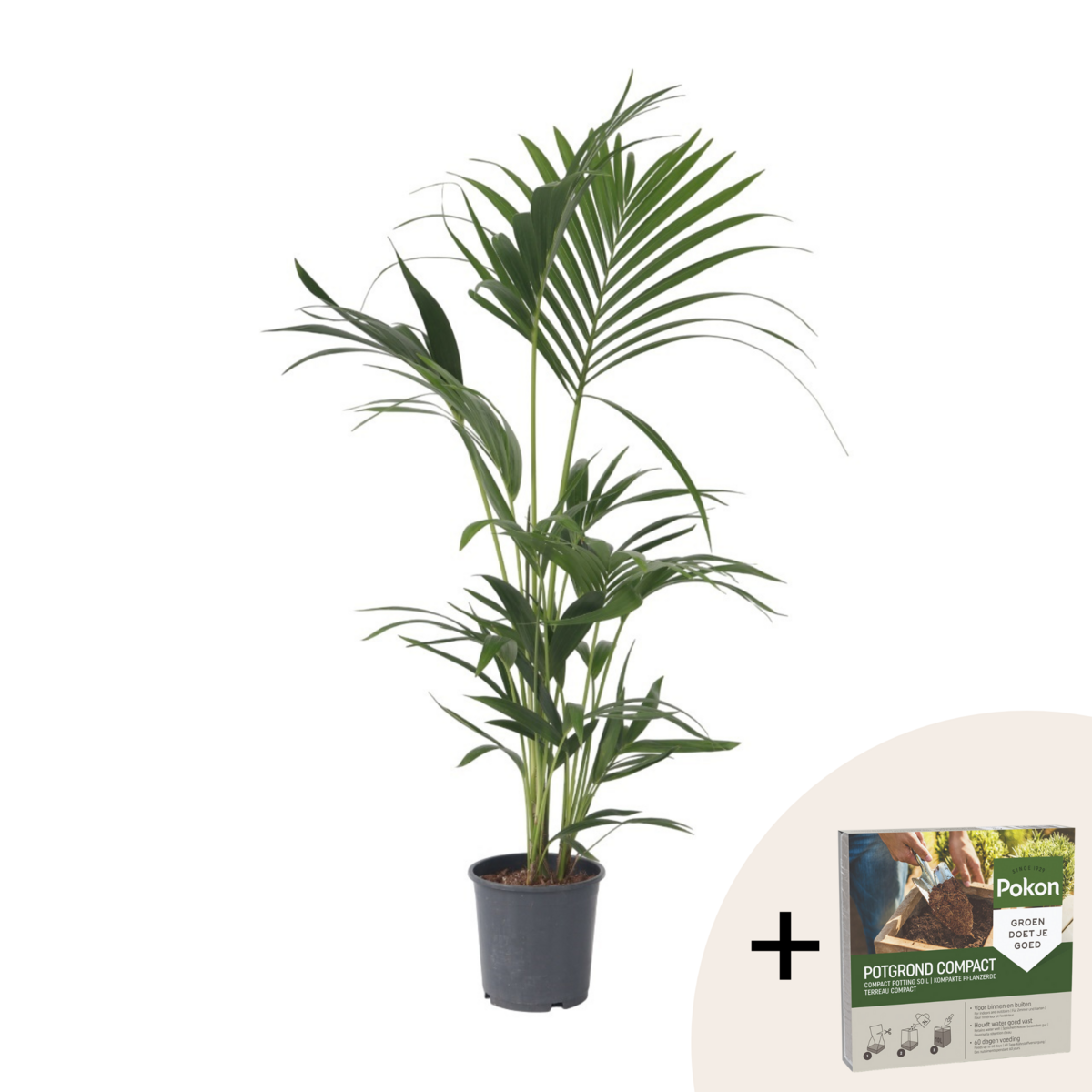 PLANT IN A BOX Palmier Kentia - Howea forsteriana - Hauteur 90-100cm - ⌀18cm