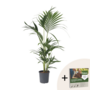 Voir la diapositive 1 : PLANT IN A BOX Palmier Kentia - Howea forsteriana - Hauteur 90-100cm - ⌀18cm