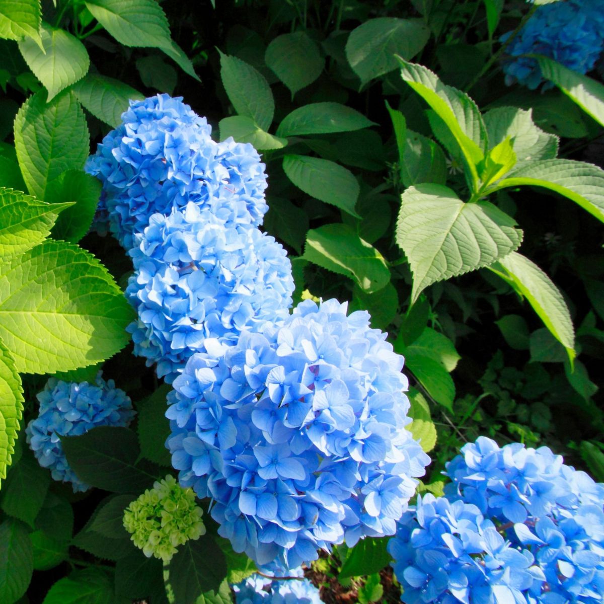 PLANT IN A BOX Hortensia - Set de 3 - Hydrangea macrophylla 'Early Blue' - H25-40cm - ⌀9cm