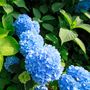 Voir la diapositive 3 : PLANT IN A BOX Hortensia - Set de 3 - Hydrangea macrophylla 'Early Blue' - H25-40cm - ⌀9cm