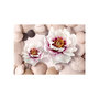 Voir la diapositive 2 : Paris Prix Papier Peint  Flowers & Shells