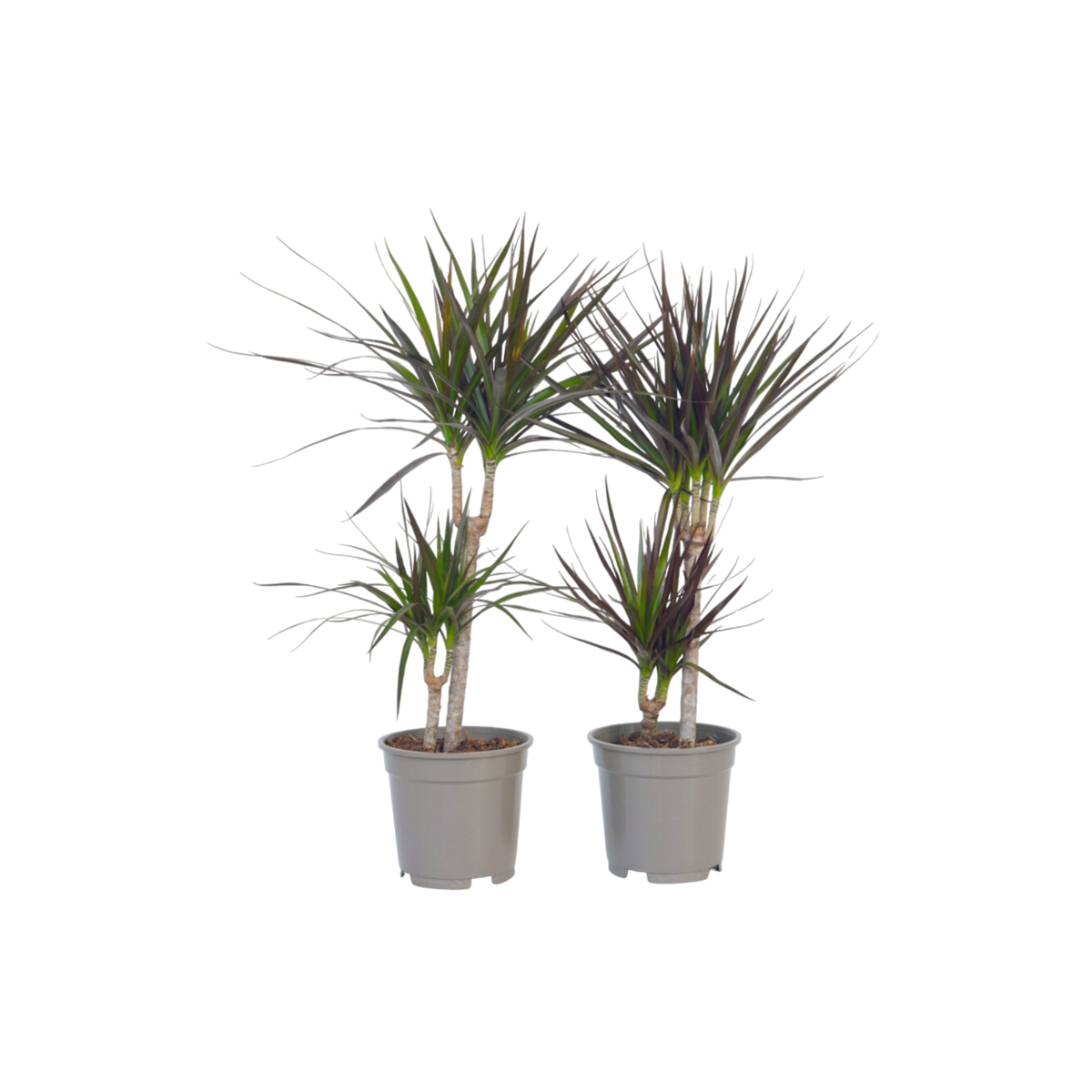 PLANT IN A BOX Dragonnier - Set de 4 - Dracaena marginata - Hauteur 70-80cm - ⌀17cm