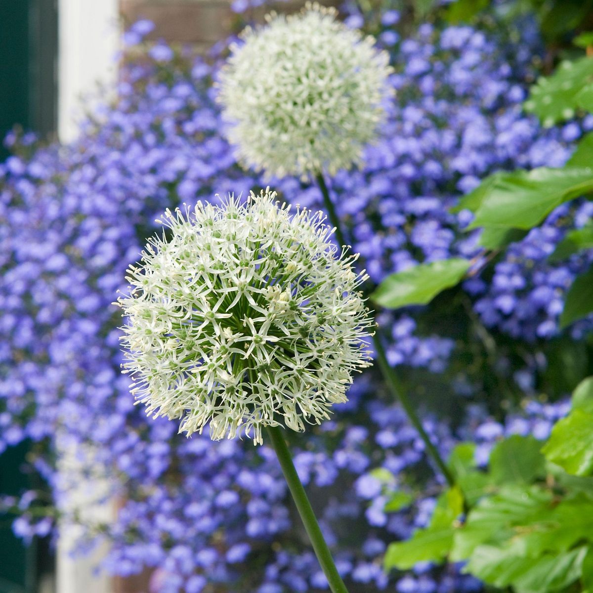 PLANT IN A BOX Ail - Set de 6 - Allium 'Mount Everest' - Bulbes à fleurs - Blanc