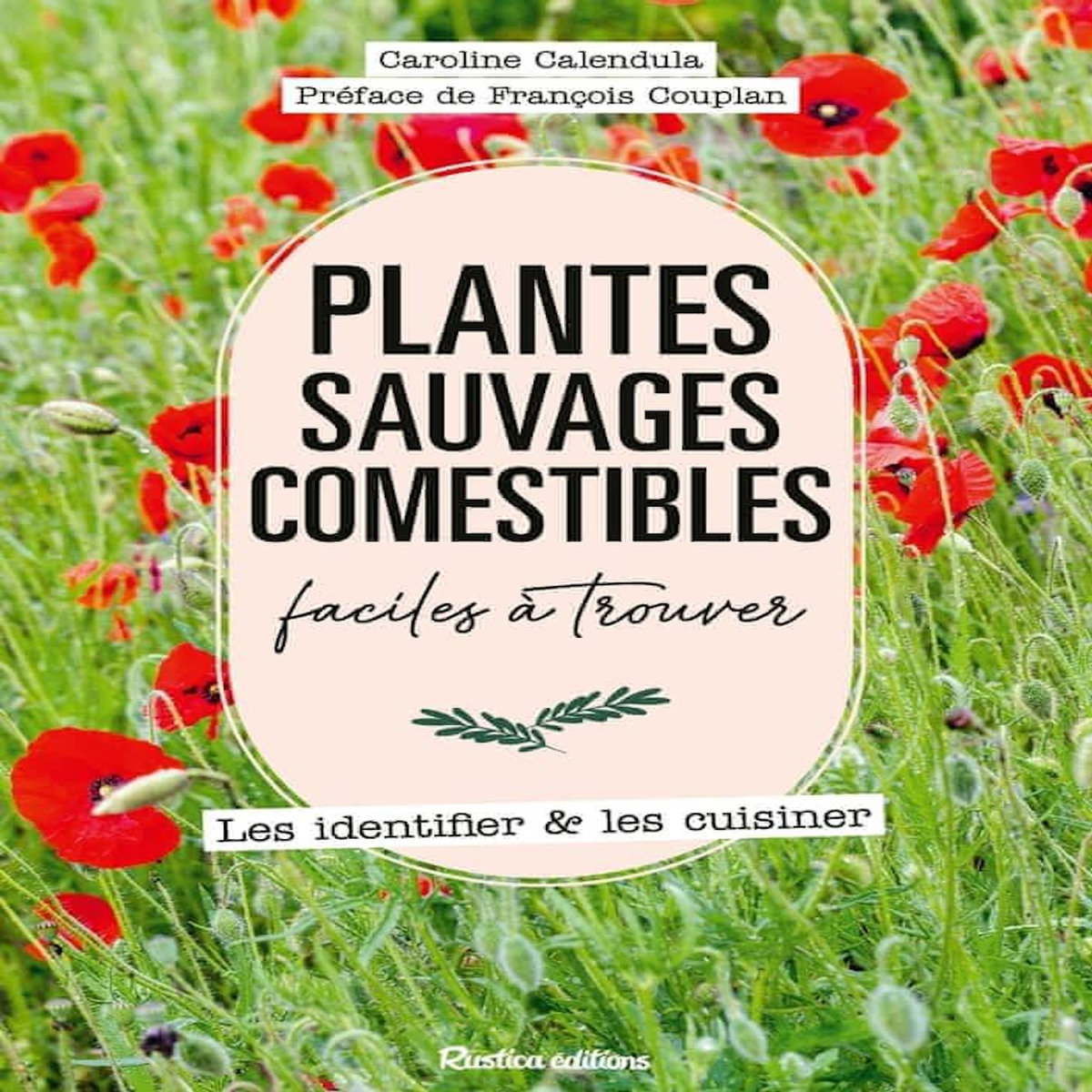 PLANTES SAUVAGES COMESTIBLES FACILES A TROUVER. LES IDENTIFIER & LES CUISINER, Calendula Caroline