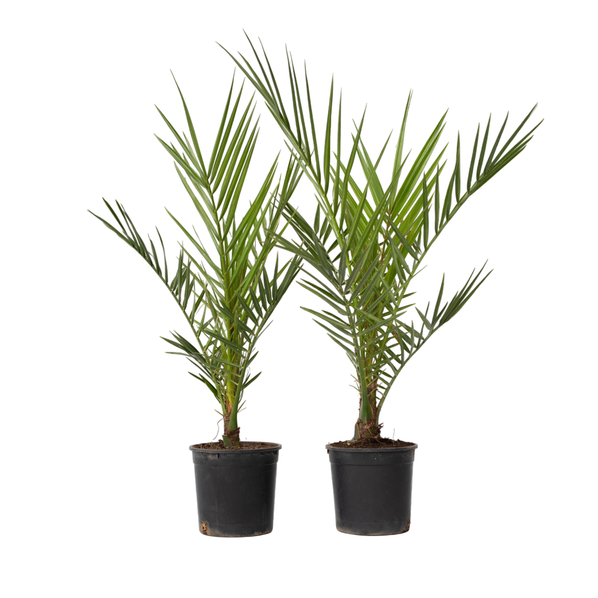 PLANT IN A BOX Palmier Dattier des Canaries - Set de 2 - Phoenix - Hauteur 50-60cm - ⌀15cm