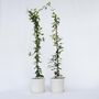 Voir la diapositive 6 : PLANT IN A BOX Jasmin étoilé - Set de 2 - Trachelospermum jasminoides - H110-120cm - ⌀17cm
