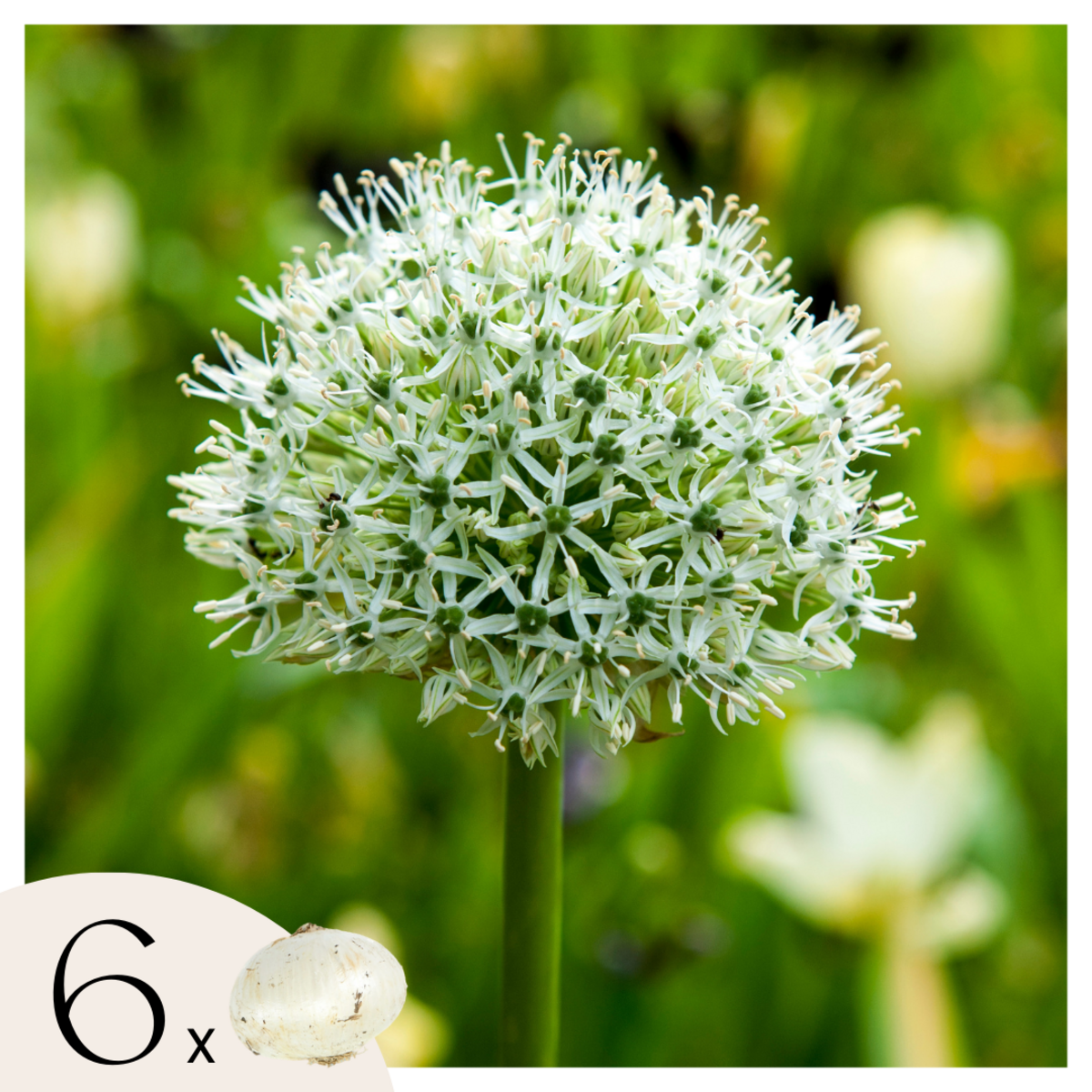 PLANT IN A BOX Ail - Set de 6 - Allium 'Mount Everest' - Bulbes à fleurs - Blanc