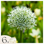 Voir la diapositive 1 : PLANT IN A BOX Ail - Set de 6 - Allium 'Mount Everest' - Bulbes à fleurs - Blanc