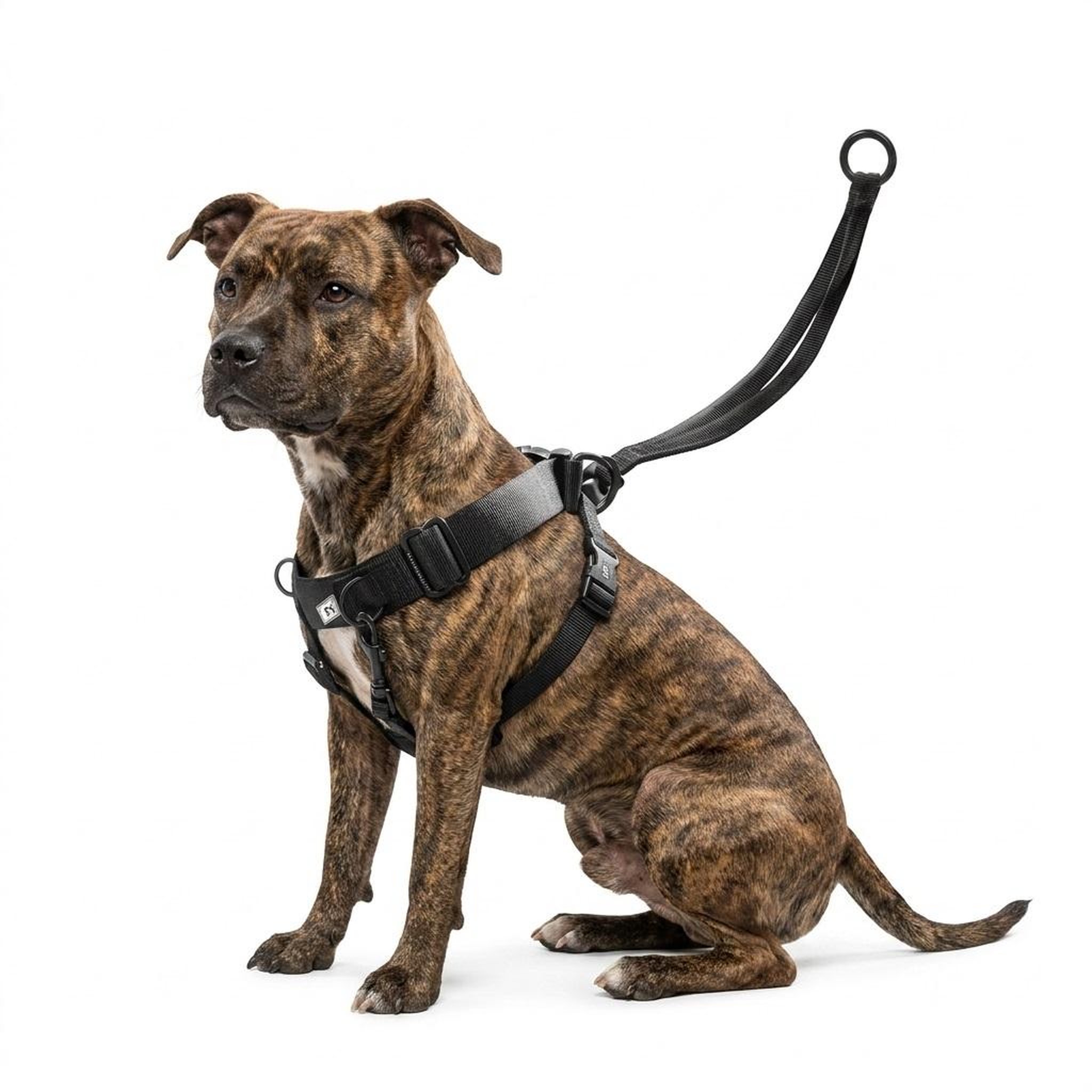 Eden Harnais easy walker promenades confortables et sans traction. Coloris disponibles : Noir