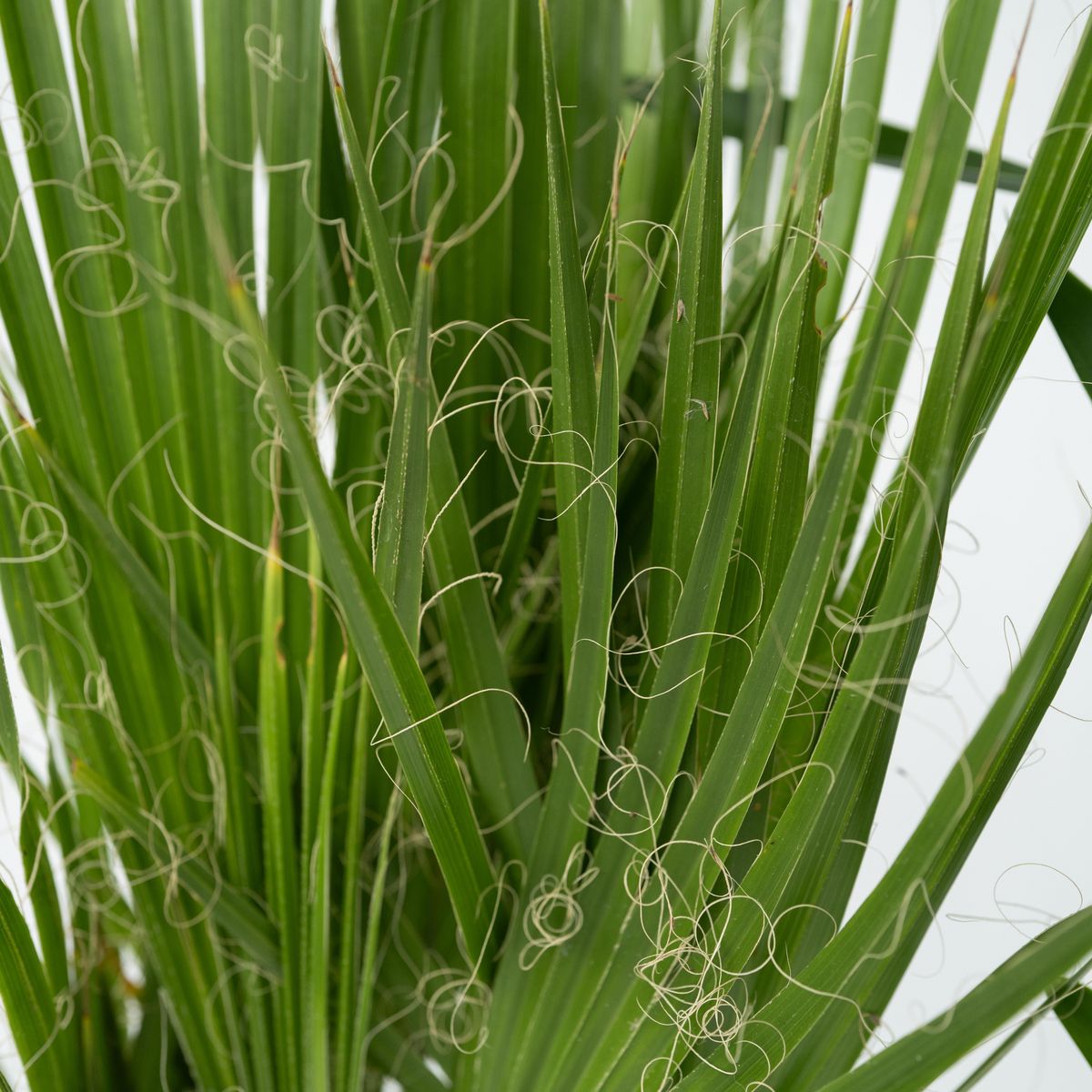 PLANT IN A BOX Mélange de Palmiers d'intérieur - Set de 6 - Pokon - Hauteur 50-70cm - ⌀14cm